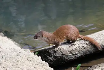 イタチ駆除センター